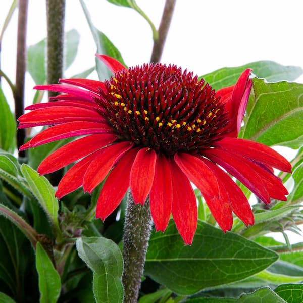 Vigoro 2 QT Echinacea Coneflower 'Sunseekers Red' Red Perennial