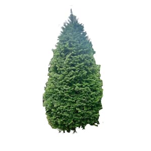 7 ft. Fresh Cut Balsam Fraser Hybrid Live Christmas Tree