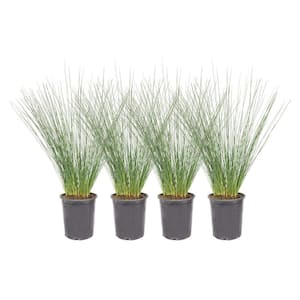 #1 Common Rush Grass (4-Pack)