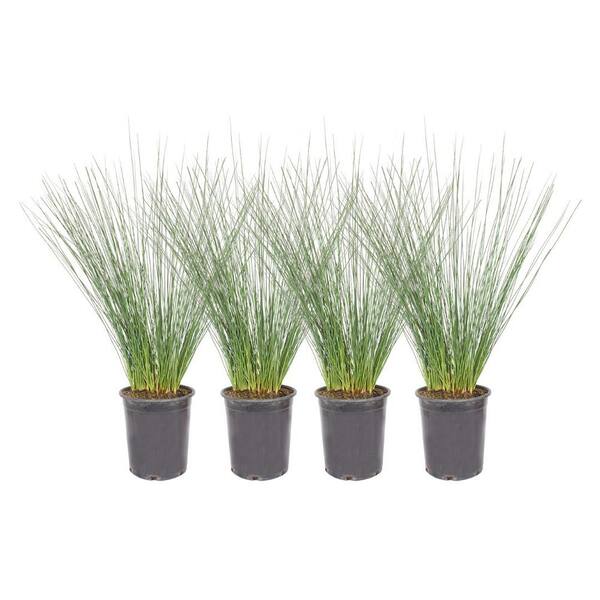 Alder & Oak #1 Common Rush Grass (4-Pack)