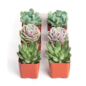 Assortment of Hand Selected Fully Rooted Live Indoor Rose-Shaped Succulent Multi-Plants (6-Pack)