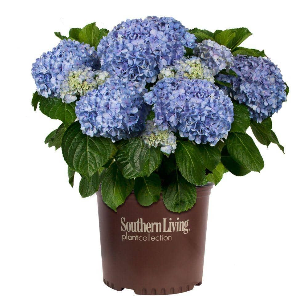 SOUTHERN LIVING 3 Gal. Big Daddy Hydrangea(Macrophylla) Live Deciduous ...