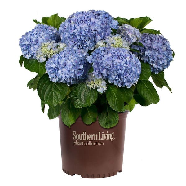 SOUTHERN LIVING 3 Gal. Big Daddy Hydrangea(Macrophylla) Live Deciduous Shrub, Pink or Blue Mophead Blooms