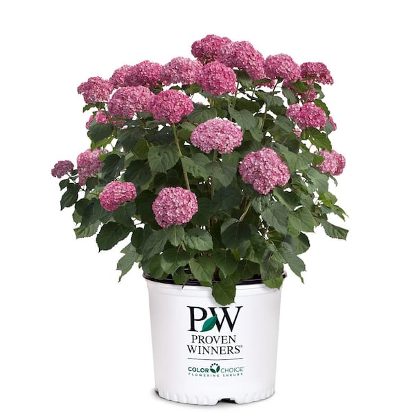 PROVEN WINNERS 2 Gal. Invincible Mini Mauvette Hydrangea Shrub with Deep Pink-Mauve Blooms