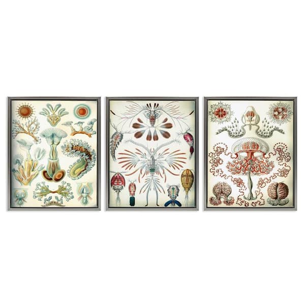 Stupell Industries Vintage Microscopic Crustacean by Graffi*tee Studios 3 Piece Gray Floater Frame Animal Graphic Art Print 21 in. x 17 in.