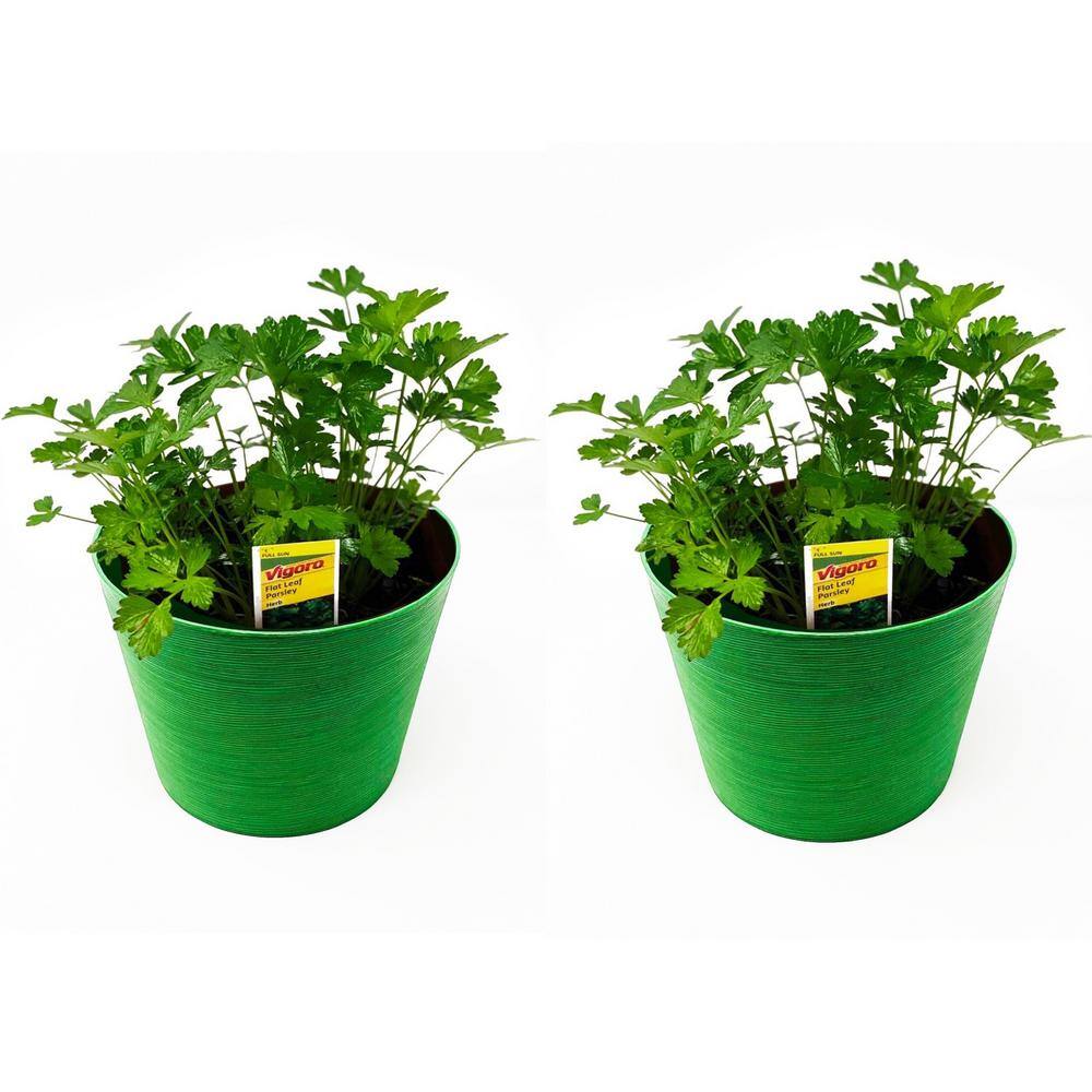 Pure Beauty Farms 1.5 Qt. Herb Plant Flat Leaf Parsley in 6 In. Deco Pot (2Plants