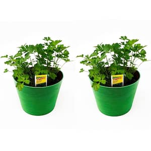 1.5 Qt. Herb Plant Flat Leaf Parsley in 6 In. Deco Pot (2-Plants)