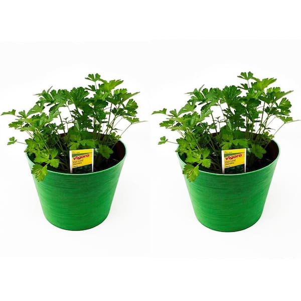 Pure Beauty Farms 1.5 Qt. Herb Plant Flat Leaf Parsley in 6 In. Deco Pot (2-Plants)