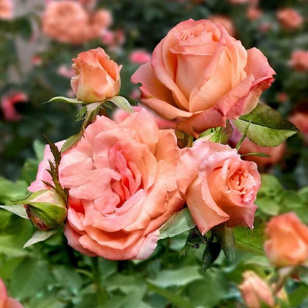 national PLANT NETWORK Bare Root 2-in-1 Angel Face-Cherish Tree