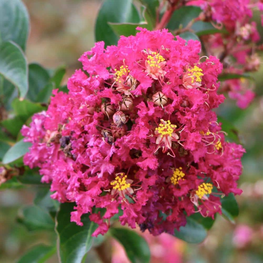 Miami Pink Flowering Deciduous Crepe Myrtle Shrub, 3 Gallon