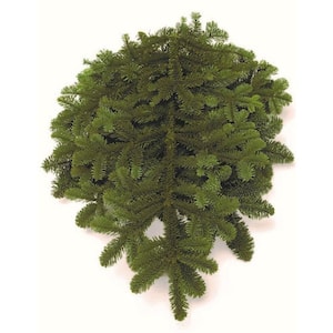 24 in. Bunched Noble Fir Boughs Freshly Cut From Pacific Northwest Forests (5-Pack)