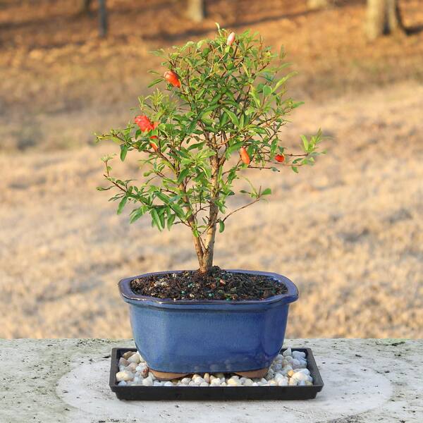 brussel's BONSAI Pomegranate DT0609PG