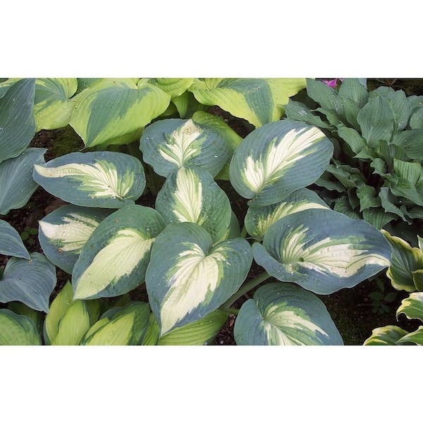 PROVEN WINNERS 1 Gal. Shadowland Hudson Bay (Hosta) Live Plant, Variegated Foliage