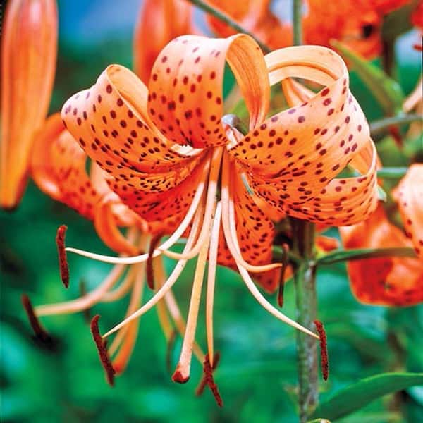 Orange Tiger Lily Dormant Bulbs (3-Pack)