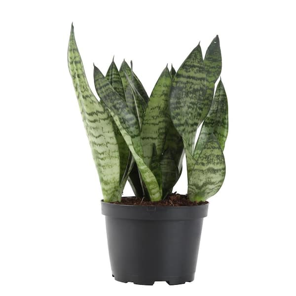 Costa Farms Snake Plant, Sansevieria in 6in Grower Pot, Grower's Choice