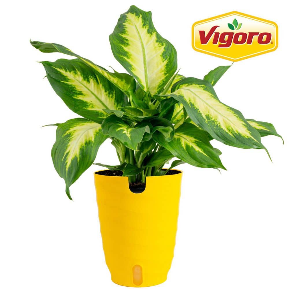 Reviews for Vigoro Grower's Choice Dieffenbachia Indoor Plant in 6