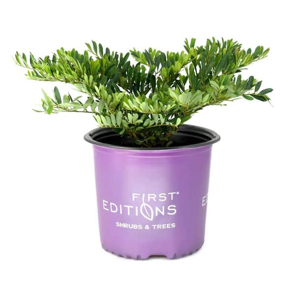 3 gal. Distylium Vintage Jade Shrub