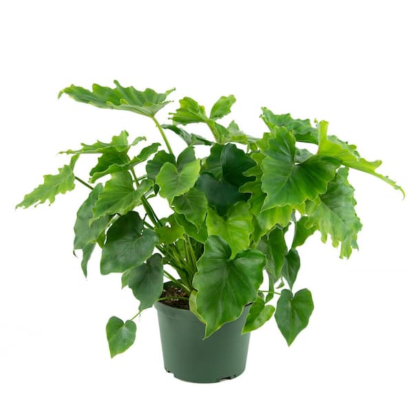 national PLANT NETWORK 6 in. Shangri-La Philodendron Plant