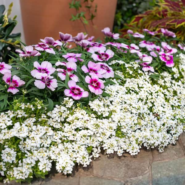 METROLINA GREENHOUSES 2 QT. Snowsurfer Candytuft Plant with White