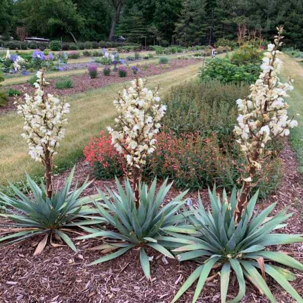 Proven Winners 0.65 Gal. 'Dragon Slayer' Adam's Needle (Yucca