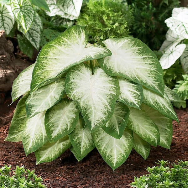 Garden State Bulb #2, Aaron White Caladium Bulbs, Bare Roots (Bag of 20)