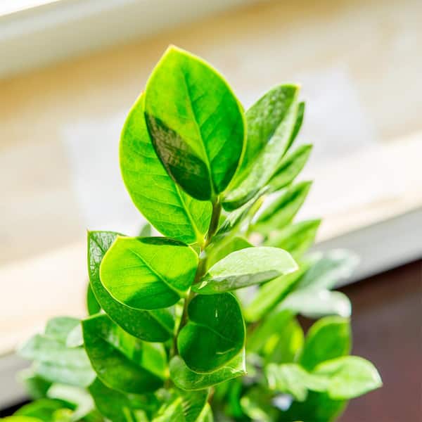 Have a question about Perfect Plants ZZ Plant 6 in. Pot (2