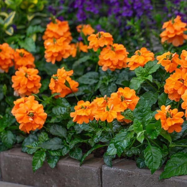 Vigoro 2 QT Crossandra Firecracker Flower 'Orange Marmalade