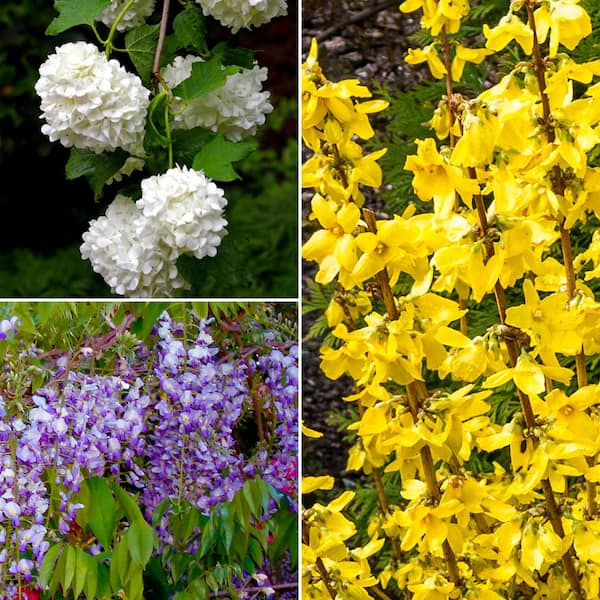 VAN ZYVERDEN Shrub Garden For Pollinators 4 in. Potted Rocketliners (Set of 3 Plants)
