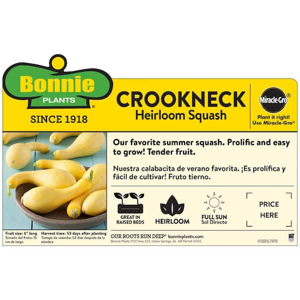 19 oz. Crookneck Squash Plant