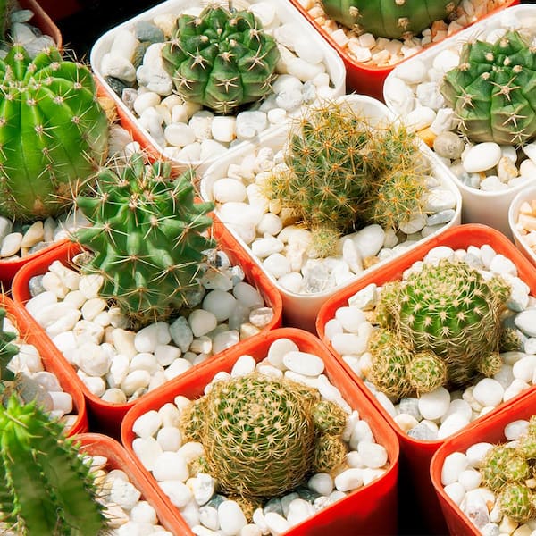 0.25 cu. ft. 1/4 in. Porcelain White Rock Pebbles for Potted Plants, Gardening and Succulents