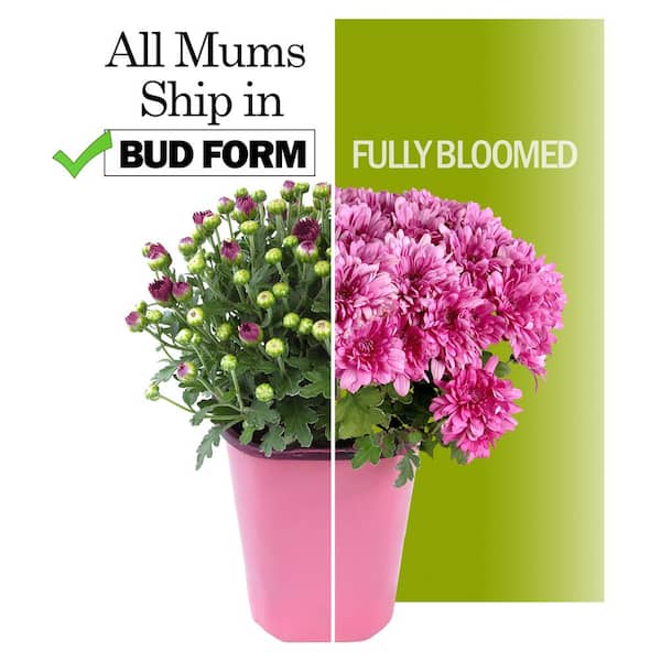 8 in. Chrysanthemum (Mum) Pink (Solo)