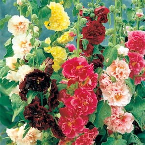 Double Hollyhock Mix Plant (5-Pack)