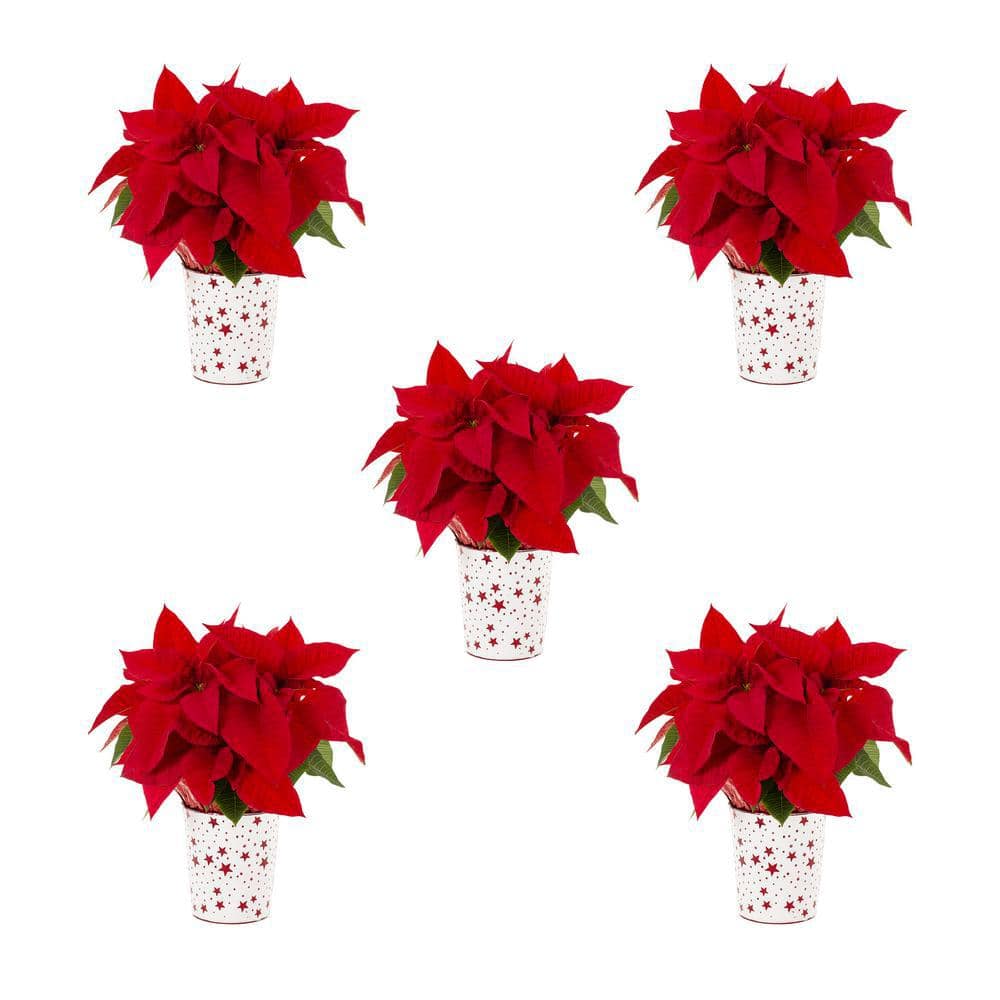 1 Qt. Live Red Christmas Poinsettia Plant for Indoor Giftable Holiday Decor in Decorative Red Star Tin (5-Pack) -  METROLINA GREENHOUSES, 79424