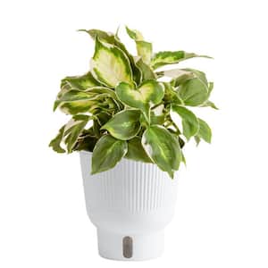 Trending Tropical Cool Beauty Dieffenbachia Indoor Plant in 6 in. Self-Watering Pot