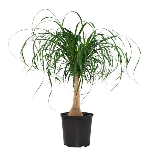 10 in. Ponytail Palm Houseplant in Grower Container