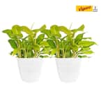 6 in. Philodendron Golden Goddess Indoor Plant in Small White Ribbed Plastic Decor Planter (2-Pack)