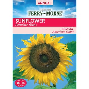Sunflower American Giant Hybrid Seed