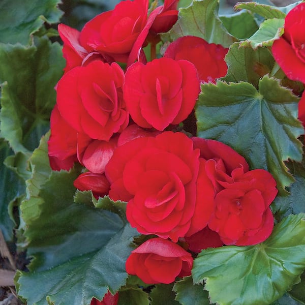 Unbranded 6.5 in. Red Rieger Begonia Plant 14995