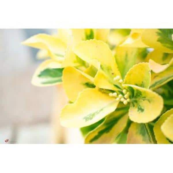 1 Gal. Goldentipped Wintercreeper Euonymus Shrub Evergreen, Emerald Leaves Trimmed with Gold Edges