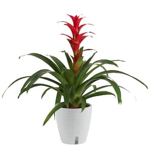 Grower's Choice Bromeliad Indoor Plant in 6 in. Self-Watering Decor Pot, Average Shipping Height 1-2 ft. Tall