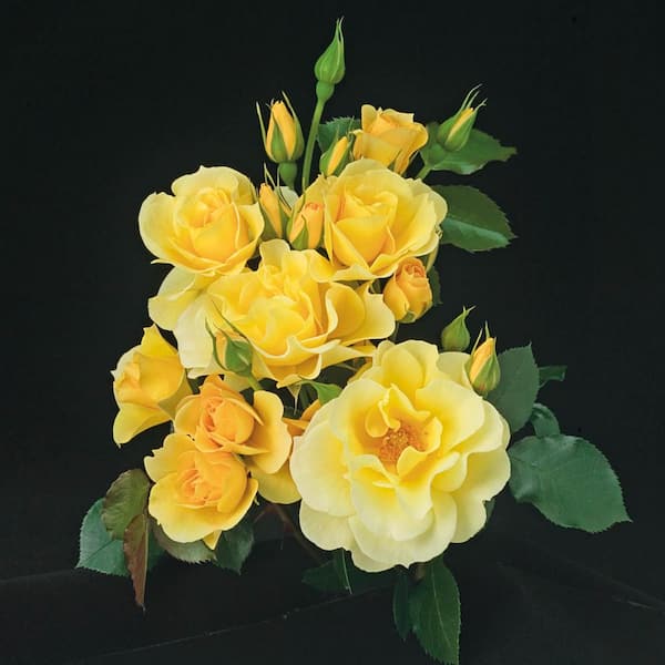 Spring Hill Nurseries Sky's The Limit Climbing Rose, Dormant