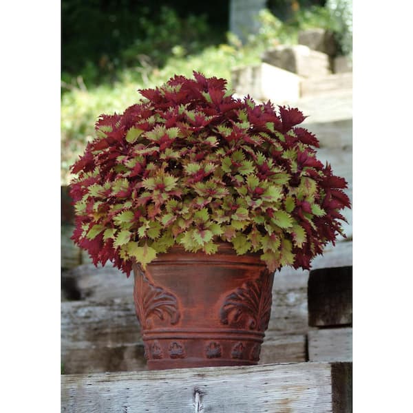 1.38 Pt. Coleus Plant Henna Copper/Dark Burgundy in 4.5 In. Grower's Pot (4-Plants)