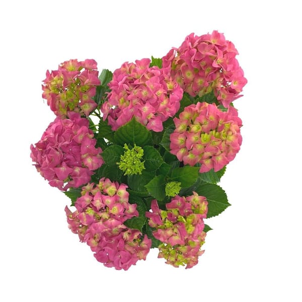 Vigoro 2 Gal. Michele Hydrangea Live Shrub with Pink Flowers