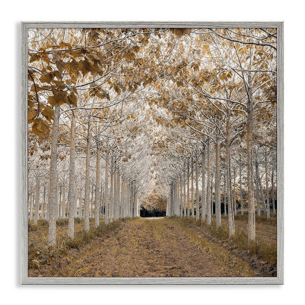 UPC 199652211909 product image for White Gold Birch Grove by Assaf Frank 1 Piece Gray Framed Nature Giclee Art Prin | upcitemdb.com