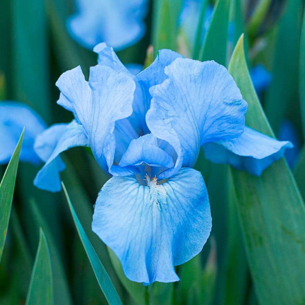 No Count Blues Bearded Iris Plant Potted | Purple Blue Flowers Easy to Grow  Perennial Garden Perennial