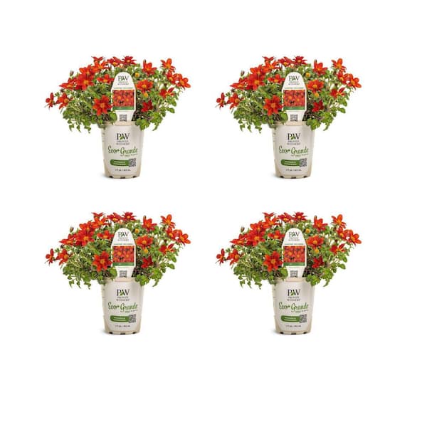 PROVEN WINNERS 4.25 in. Eco+ Grande Bright Lights Red African