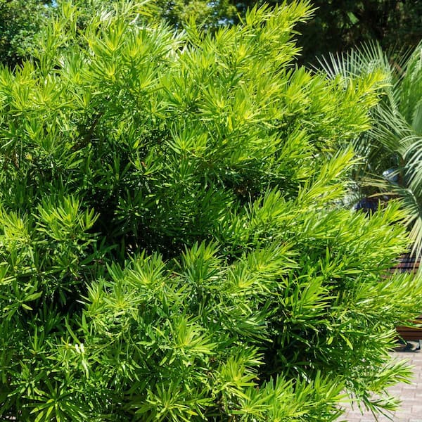 national PLANT NETWORK 3 gal. Japanese Yew Dwarf Pringles Shrub