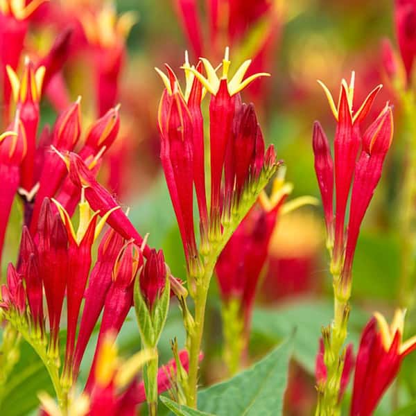 Spring Hill Nurseries Little Red Head Indian Pink (Spigelia), Live Bareroot Perennial Plant with Red Flowers (1-Pack)
