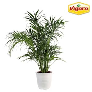 Palm - Indoor Plants - Garden Center - The Home Depot