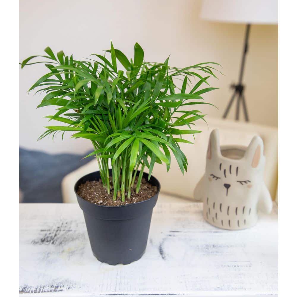 Eco-Friendly 4-Pack Assorted Foliage Indoor/Outdoor Plant Set in Black Plastic Pots